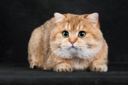 双子座适合养金渐层猫吗，双子座适合养金渐层猫吗