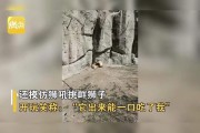 把狮子座骂了给他道歉吗，把狮子座惹怒了怎么办